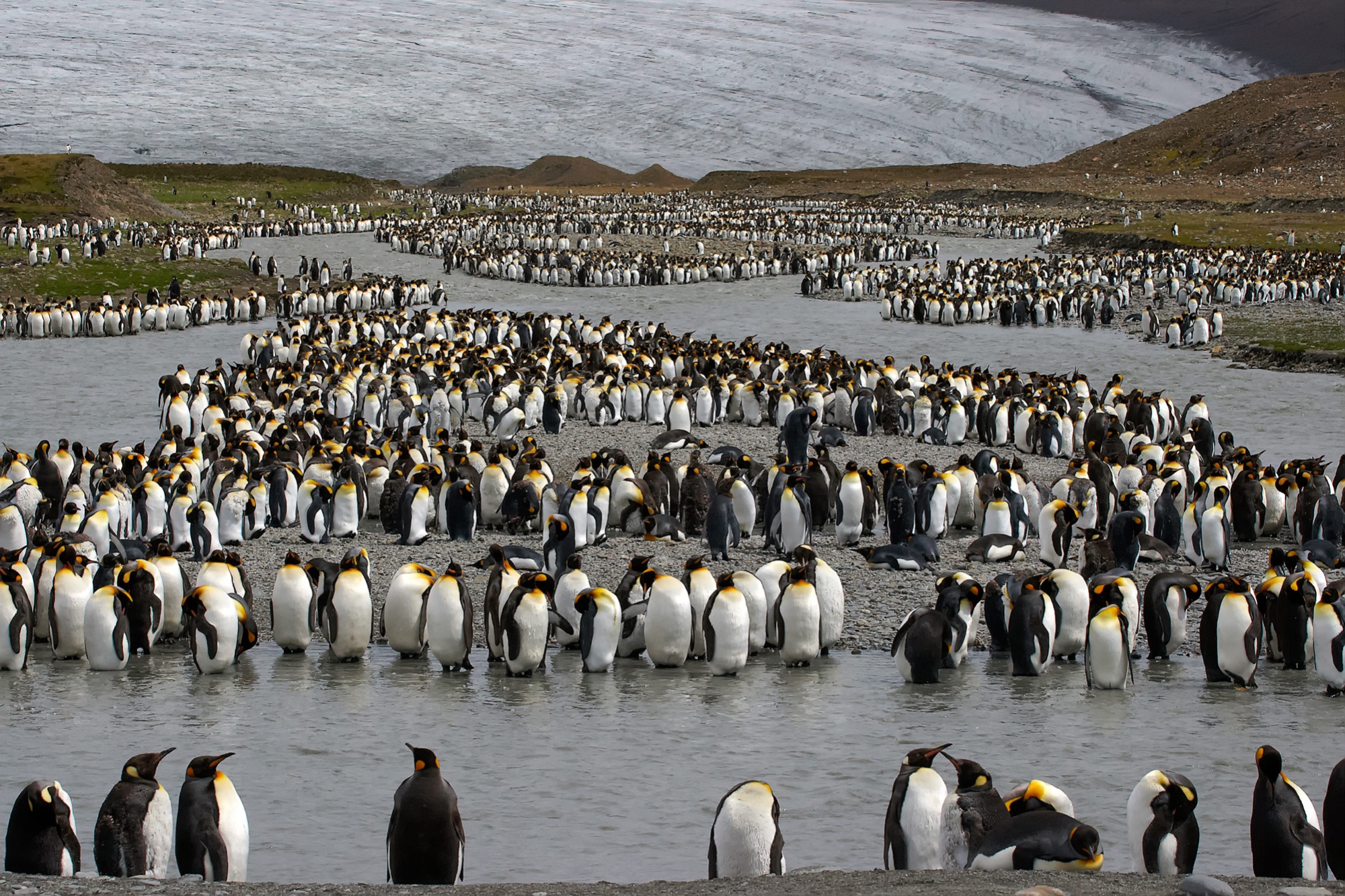 Hunderttausende Königspinguine  in der St. Andrews Bay, Süd Georgien